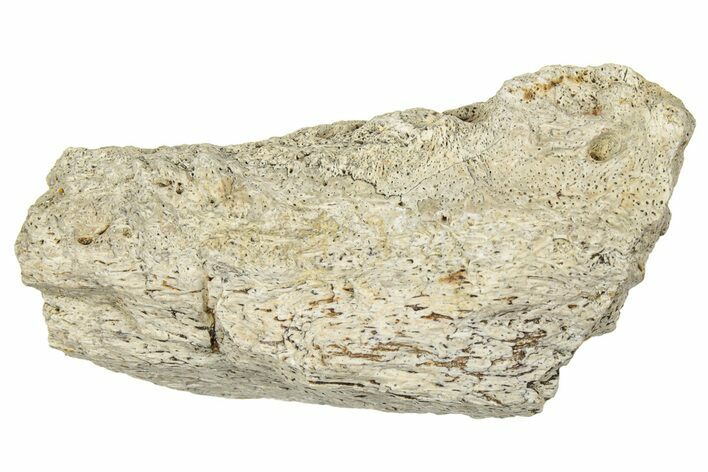 Dinosaur (Triceratops) Frill Shield Section - Montana #330138